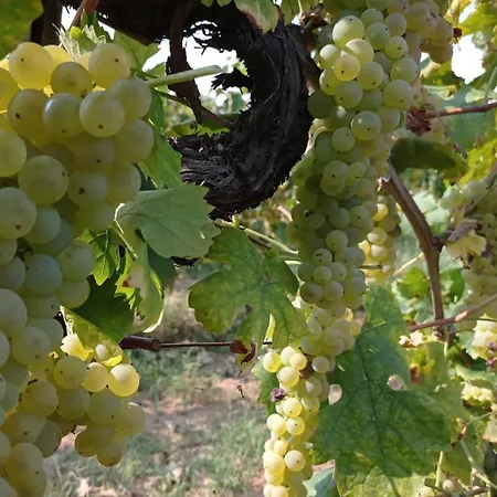 Country house Tenuta La Fratta *