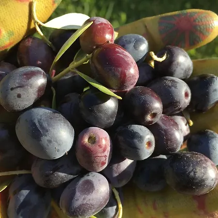 Tenuta La Fratta *