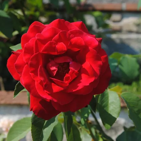 Tenuta La Fratta בית כפרי