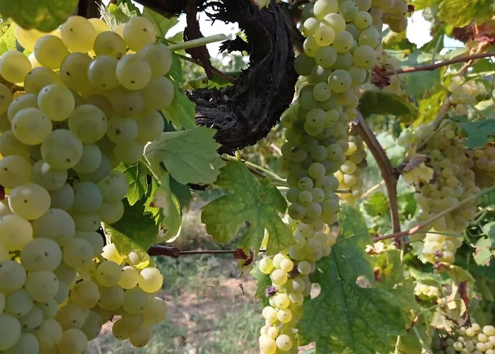 Εξοχικό σπίτι Tenuta La Fratta *